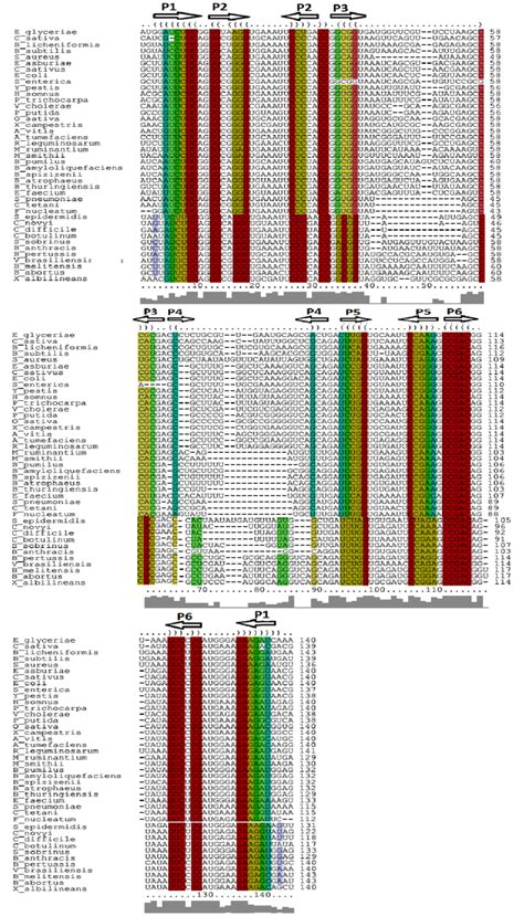 Multiple sequence alignment of FMN riboswitch in different class of ...