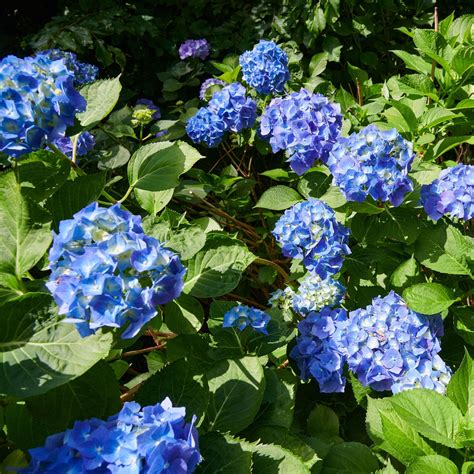 Ballhortensie Bela Ball Blau Hydrangea Macrophylla Bela Ball Blau