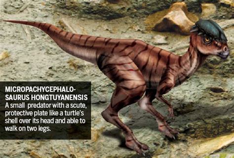 Micropachycephalosaurus Size