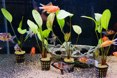 Aquarienpflanzen Mit Topf Einpflanzen So Machen Sie S Richtig