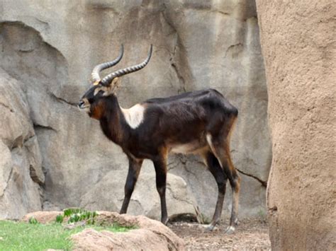 Kobus Megaceros Nile Lechwe In Dallas Zoo