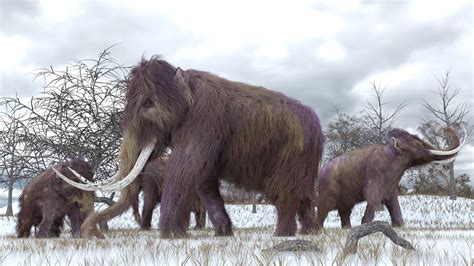 Ice Age Animals Names : Ice Age Animals - Bering Land Bridge National Preserve (U ... - The ...