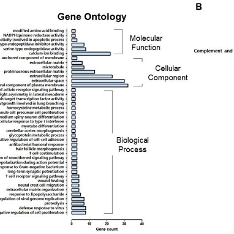 Gene Ontology Go And Kegg Pathway Of Down Regulated Differentially Download Scientific