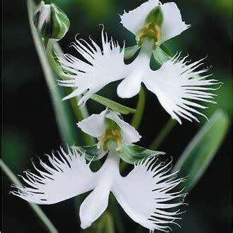 Habenaria Radiata Pecteilis Radiata White Egret Flower Seed