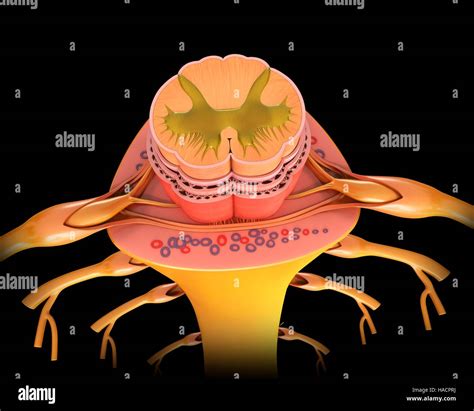 Ilustraci N De La Secci N Transversal De La M Dula Espinal Fotograf A