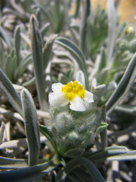 Terlingua Creek Cat S Eye Federal And State Listed Plants Of Texas