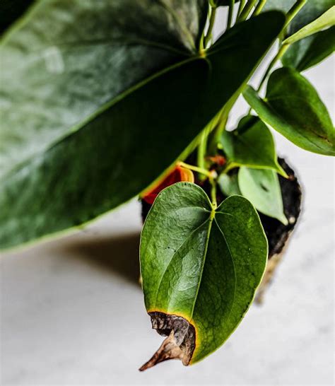 Indoor Plant Leaves Turning Black 11 Reasons And Solutions