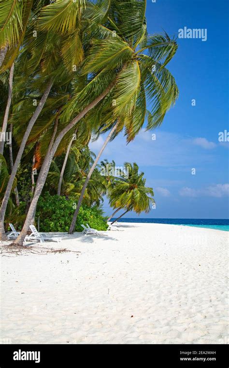 small island   maldives covered  palms  surrounded