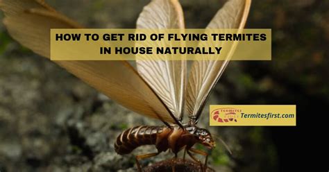 How To Get Rid Of Flying Termites In House Naturally My Secrets