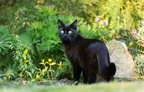 Why Black Cats Make The Best Pets