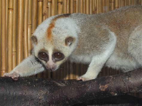 Bengal Slow Loris Nycticebus Bengalensis At Hamerton Zoo Park March