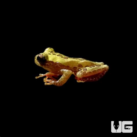 Giraffe Tree Frog - Underground Reptiles