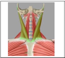 Anatomie Muskeln Benennen Mit Funktionen Karteikarten Quizlet