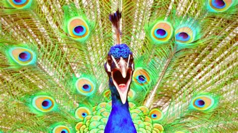 Peacock Sounds Noises Peacock Call Peacock Dance Peacock Flying