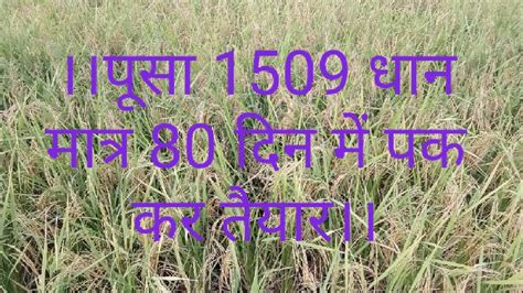 पस 1509 धन मतर 80 दन म पक कर तयर Pusa 1509 paddy ready in