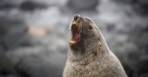 Strange but true: Seals found sexually assaulting penguins - CBS News