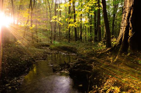 forest, Landscape, Tree, Sunlight, Sunshine, Beautiful, Water