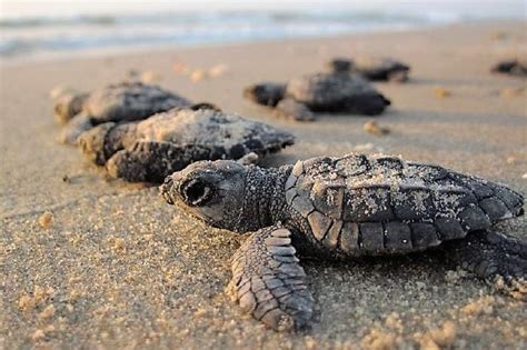 El Porqué De Que Casi La Totalidad De Las Tortugas Marinas Que Están Naciendo Sean Hembras Vet