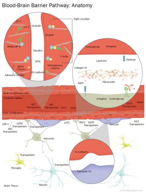 Blood Brain Barrier Anatomy Interactive Pathway R D Systems