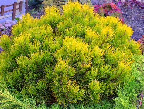 Сосна горная Винтер Голд Pinus mugo Winter Gold | Питомник Тайга