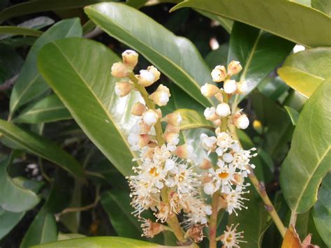 Лавровишня (лавровишенник) в наличии низкая цена - саженцы, описание ...