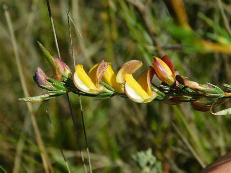 Beaked Capegorses From Greyton Sandpit South Africa On March