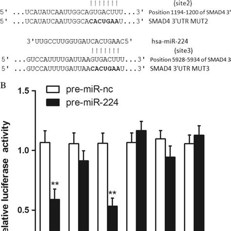 Smad4 Is A Validated Target Of Mir 224 A The Wild Type And Mutated