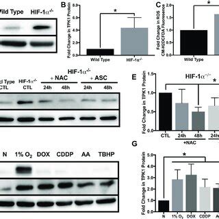 Oxidative Stress Mediated Regulation Of Tpk A Representative