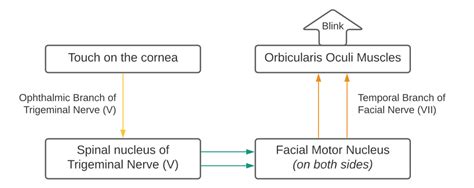 Corneal reflex - Wikiwand