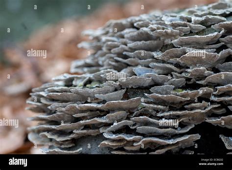 Abundantes hongos creciendo en el viejo tocón de árbol Fotografía de