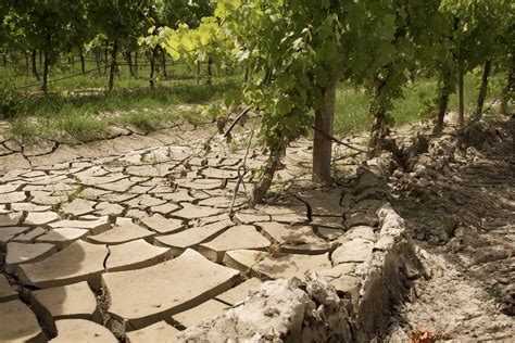 Alluvione Ismea Presta Milioni A Tasso Zero Alle Imprese Delle Zone