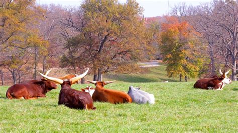 Grants Farm In St Louis Missouri Expedia