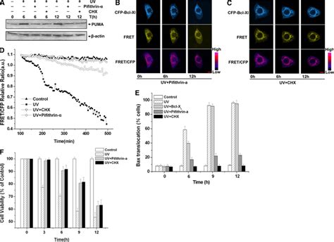Bax translocation and cells apoptosis induced by UV irradiation were ... 