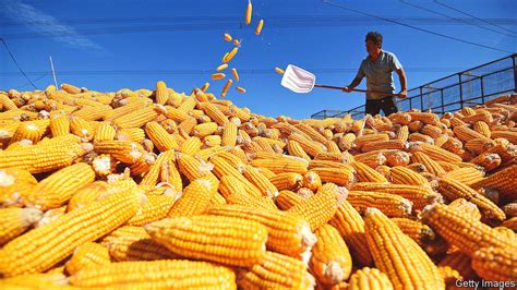 Is Chinas Attitude To Genetically Modified Crops Changing