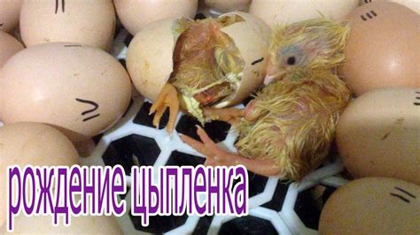 Рождение Цыпленка из яйца/ Вылупление Цыпленка - YouTube