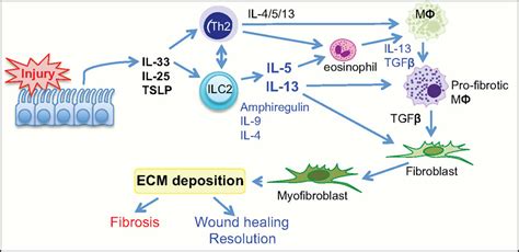 Il 33 And T1 St2 Function In Wound Healing And Inflammatory Responses Md Bioproducts