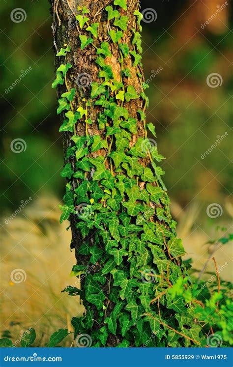 De Installatie Van De Klimplant Stock Afbeelding Image Of Vegetatie