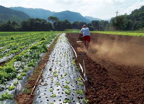 O Homem Que Trabalha Faz A Terra Produzir - homem que cultiva a terra | Terra, Agricultor, Hortaliças