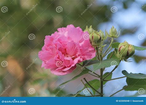 Hibiscus Mutabilis Stock Photo Image Of Flora Decoration 63305048