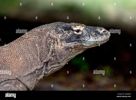 Komodo Dragon Varanus Komodoensis From Rinca Island Indonesia Stock