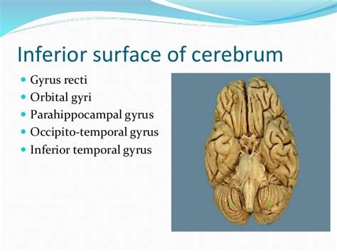 The Cerebral Hemispheres Gross Anatomy And Connections