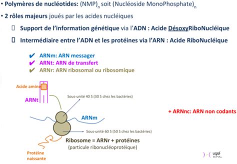 Biochimie Acide Nucléique Cartes Quizlet