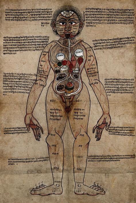 From Ayurveda To Biomedicine Understanding The Human Body