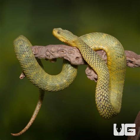 Adult Green Squamigera Bush Viper Atheris Squamigera For Sale