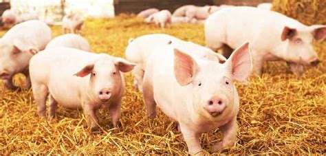 Pig Farm Case Study Why The Pig Price Urgently Needs To Move Beyond