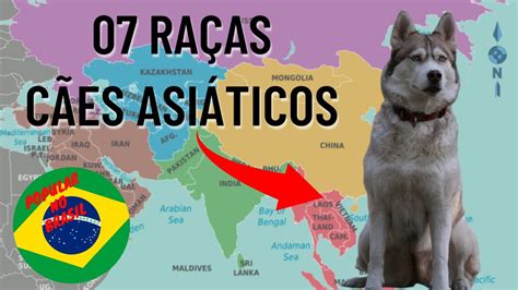 07 Raças De Cachorros Asiáticos Mais Populares No Brasil YouTube