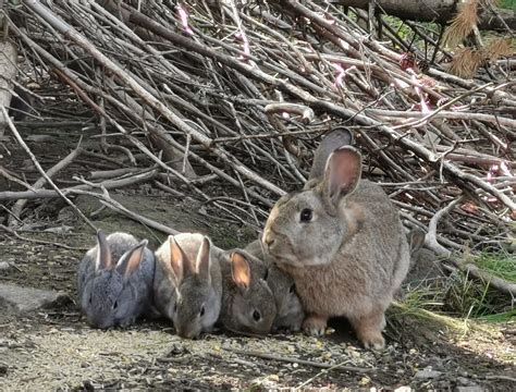 Happiness Is The Way A Bunnys Nose Wiggles Kopparhult Kurser Och