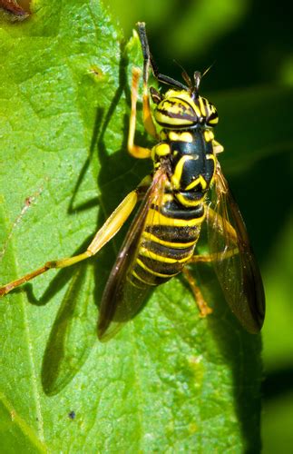 Eastern Hornet Fly EwA Guide To The Insects And Spiders Of The Fells