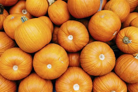 How To Preserve Carved And Uncarved Pumpkins