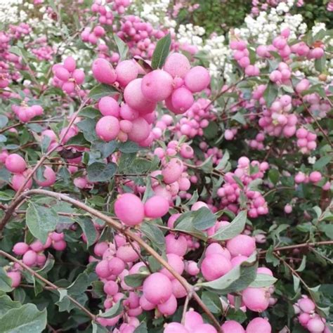 Symphoricarpos Magic Berry Biserak Rasadnik Mihalek